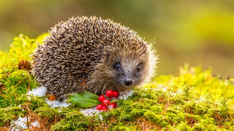 Wie kommen Igel am besten über den Winter | Weather.com