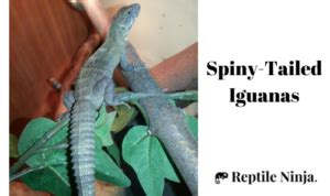 12 Smallest Iguana Species - Explore These Little Legends