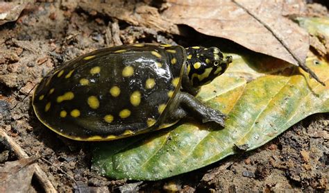 indian flapshell turtle facts distribution population biodb