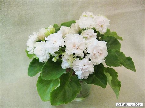 Lil Glimps O'Spring (Лил Глимпс Осприн), LLG/P.Sorano, полумини | Fialki.ru