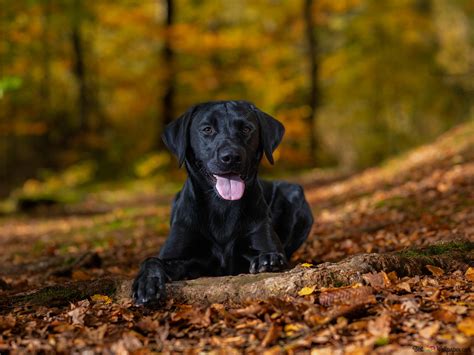 Black Lab Wallpapers