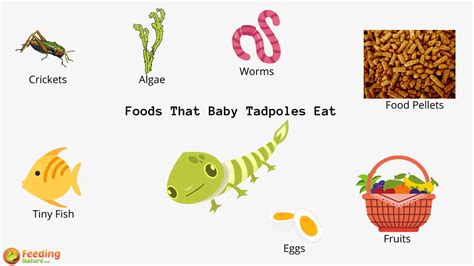 What Do Baby Tadpoles Eat? - Feeding Nature