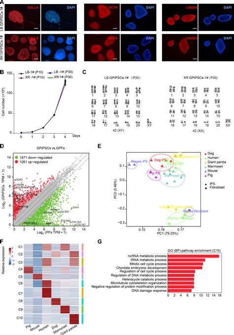 Generation And Characterization Of Giant Panda Induced Pluripotent Stem