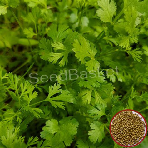 Buy Coriander Seeds Online