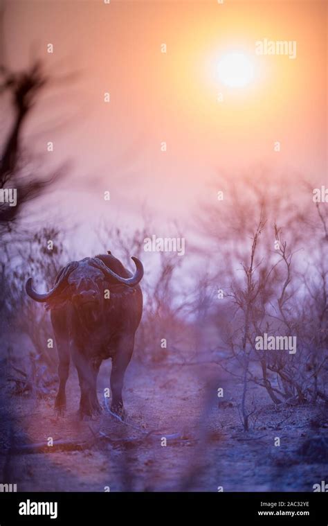 African Cape Buffalo Portrait Stock Photo Alamy