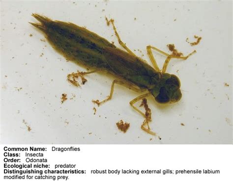 Aquatic Insect Picture Gallery ENT 425 General Entomology