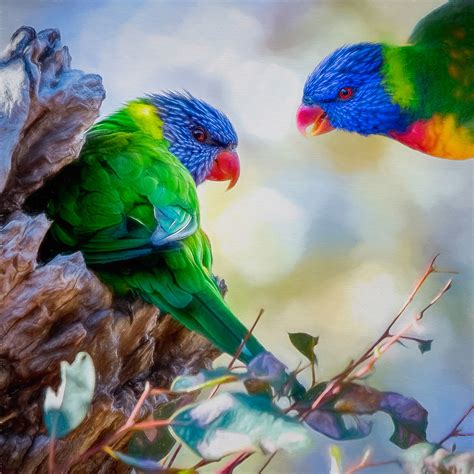 Digital Art And Photography By Andrew Haysom Digital Art Birds