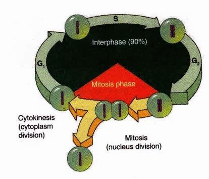 Cell Cycle interphase And Mitosis - New Science Biology