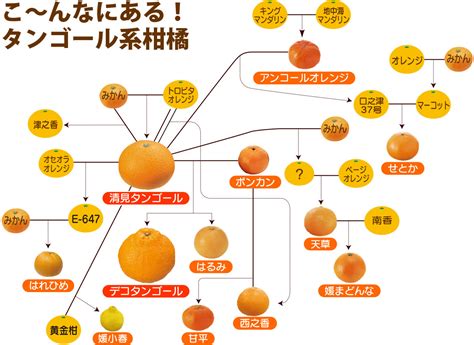 みかん大事典 みかんのことなら「のま果樹園」 Produced By 株式会社乃万青果