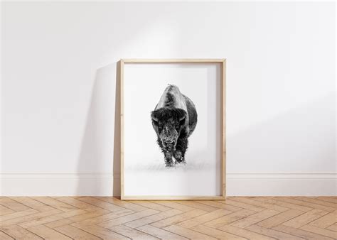 Lone Bull Bison On A Snowy Road Photo Poster Art Mural Noir Et Blanc