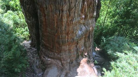 Le record de l arbre le plus ancien du monde a peut être été battu