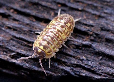 Armadillidium Versicolor Isopod