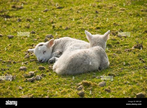 Two Spring Lambs Resting Stock Photo Alamy