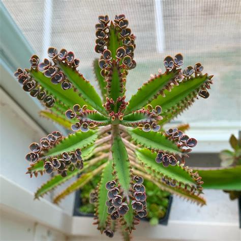 4’ pot Mother of Millions found for $3 at Cactus King in Houston! Also