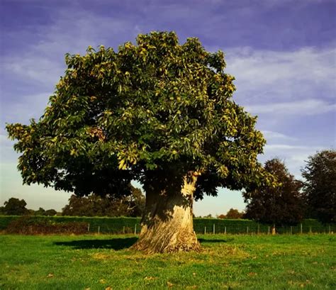 Buckeye Tree - Forestry.com