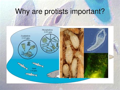 Ppt Protist Diversity Powerpoint Presentation Free Download Id1900036