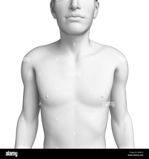 Male Chest Anatomy Black And White Stock Photos Images Alamy