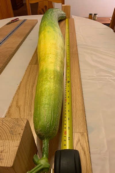 Sebastian Suski The Longest Cucumber In The World Guinness World