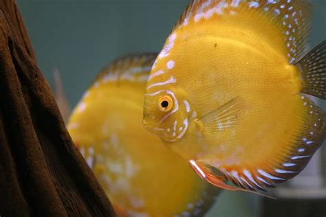 Common Discus Strains And Abbreviations Updated Added Albinos And Strain