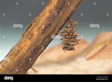 Caddisfly Larvae Stock Photos & Caddisfly Larvae Stock Images - Alamy