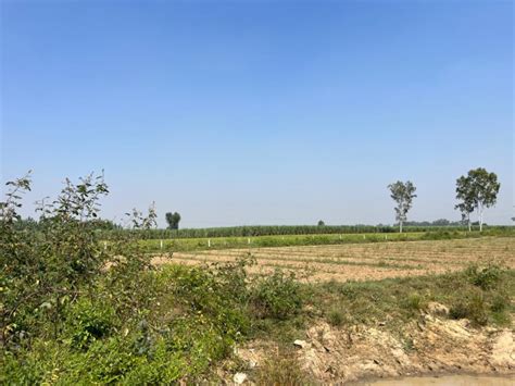 Agricultural Land 2000 Sq Yards For Sale In Jagadhri Yamunanagar