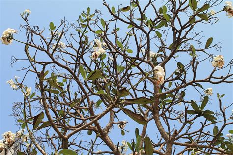 Sky Flowers Tree - Free photo on Pixabay