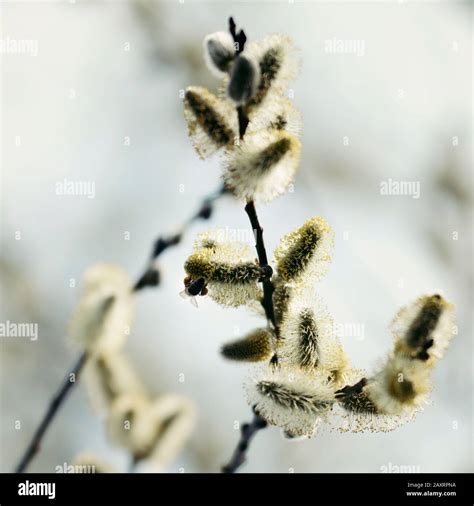 Blossoming Pussy Willow Salix Close Up Stock Photo Alamy