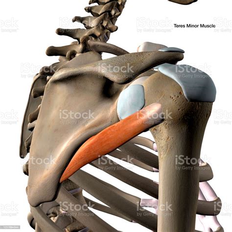 테리 스 마이너 근육 고립 된 어깨 해부학 후방 보기 에 흰색 배경 0명에 대한 스톡 사진 및 기타 이미지 0명 건강관리와