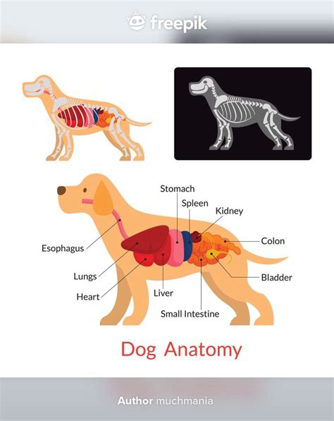 Anatomie van de hond inwendige organen skelet röntgenfoto Premium