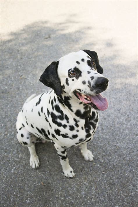 «Beautiful Dalmatian Dog» del colaborador de Stocksy «Sky-Blue Creative ...