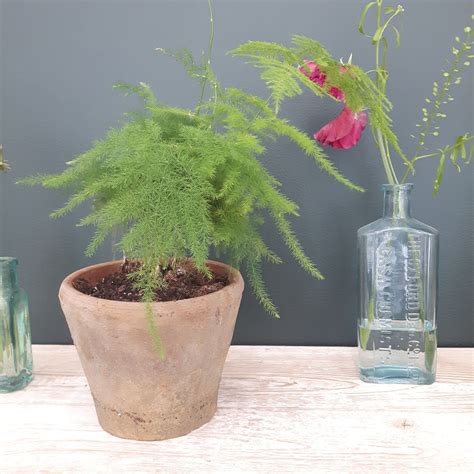 Types Of Fern Houseplants