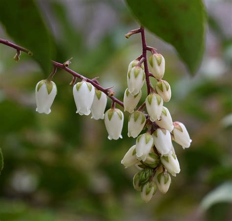 Download Free Photo Of Andromeda Flowerspierisandromedashrubflower