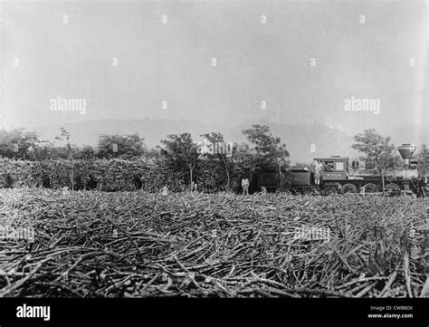 Hawaii. A field of harvested sugar cane on a plantation. A trainload of ...