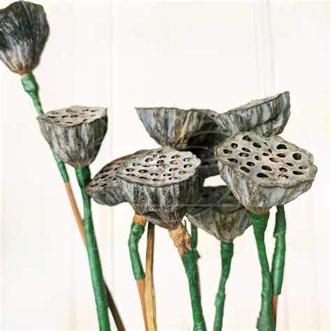 Лотос нелюмбо с семенами сухоцвет купить с доставкой в СПб