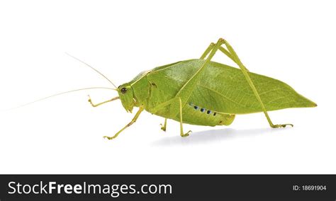 4+ Green grasshopper wings like leaves Free Stock Photos - StockFreeImages