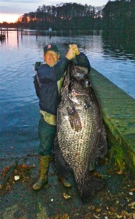 a fish tale, new world record crappie