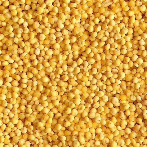 Common Gmo Yellow Millet For Cattle Feed Cooking Variety Dried