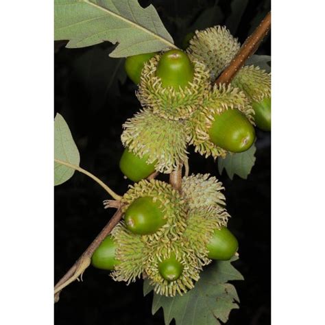 Дуб каштанолистный