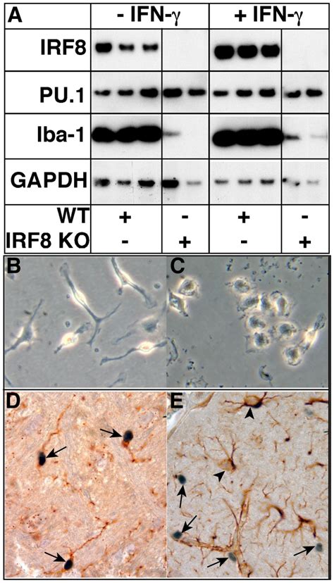Microglial cell cultures were prepared from the brain of neonatal mice ... 