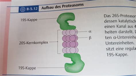 Biochemie AS Stoffwechsel Flashcards Quizlet