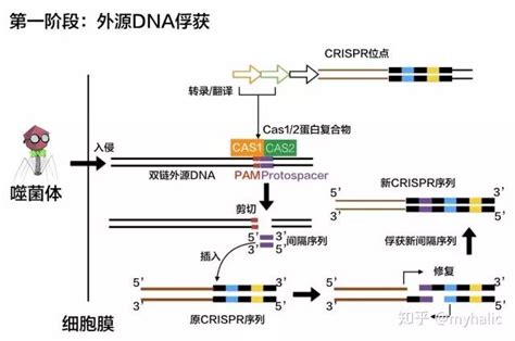 5 分钟带你看懂 Crispr 知乎