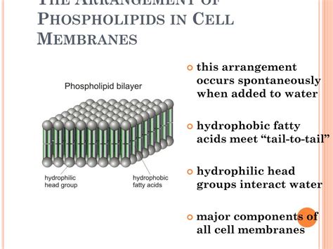 Ppt Lipids Powerpoint Presentation Free Download Id2720690