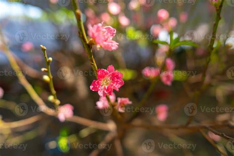 Colorful pink blossoms bloom in small village before Tet Festival