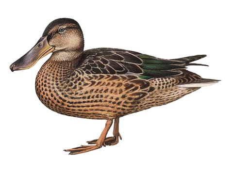 Details : Northern Shoveler - BirdGuides