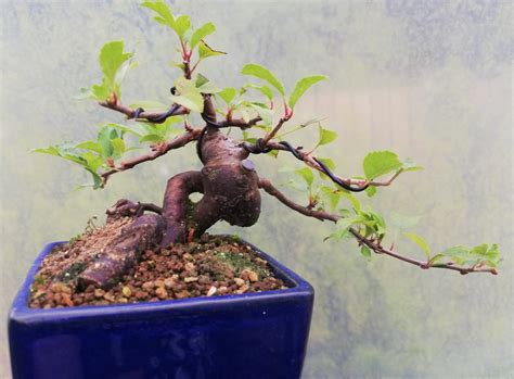 Japanese Crab Apple Small Bonsai Shoka Bonsai