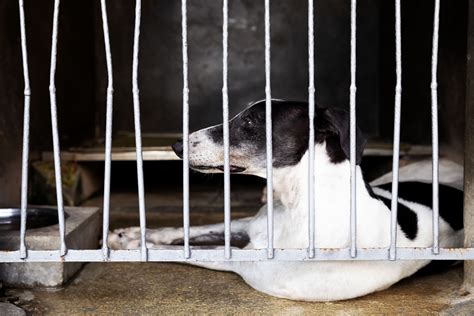 Grupo Preocupado Aumento De Abandono De Animais Ponto Final