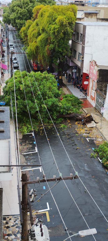 V Deo Rvore Tomba E Interdita Rua No Centro De Manaus