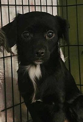 Warrenton Mo Chihuahua Terrier Unknown Type Medium Meet Tm Leia