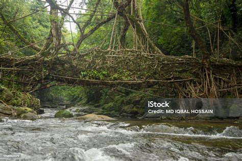 Iving Root Bridge Is A Type Of Simple Suspension Bridge Formed Of ...