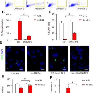 Endothelial Cell Apoptosis And Ros Production Are Attenuated In